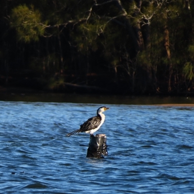 Microcarbo melanoleucos (Little Pied Cormorant) at Bodalla, NSW - 7 May 2025 by MB