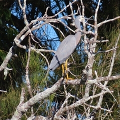 Egretta novaehollandiae (White-faced Heron) at Bodalla, NSW - 7 May 2025 by MB
