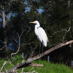 Ardea alba (Great Egret) at Bodalla, NSW - 7 May 2025 by MB