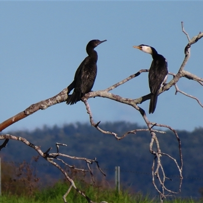 Microcarbo melanoleucos (Little Pied Cormorant) at Bodalla, NSW - 7 May 2025 by MB