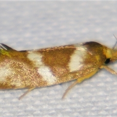 Unverified Concealer moth (Oecophoridae) at Cania, QLD - 28 Oct 2009 by PJH123