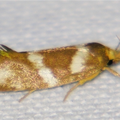 Unverified Concealer moth (Oecophoridae) at Cania, QLD - 28 Oct 2009 by PJH123