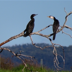 Phalacrocorax sulcirostris (Little Black Cormorant) at Bodalla, NSW - 7 May 2025 by MB