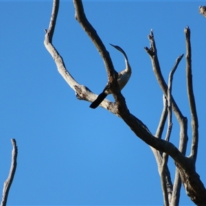 Anhinga novaehollandiae (Australasian Darter) at Bodalla, NSW - 7 May 2025 by MB
