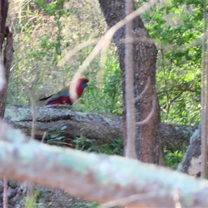 Platycercus elegans (Crimson Rosella) at Bodalla, NSW - 7 May 2025 by MB