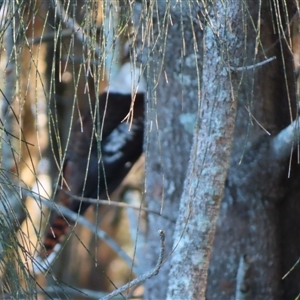 Dacelo novaeguineae (Laughing Kookaburra) at Bodalla, NSW - 7 May 2025 by MB
