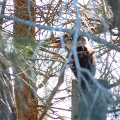 Dacelo novaeguineae at Bodalla, NSW - 7 May 2025 09:49 AM