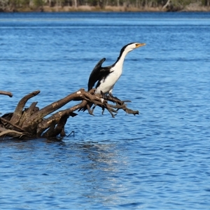 Microcarbo melanoleucos at Bodalla, NSW - 7 May 2025 by MB