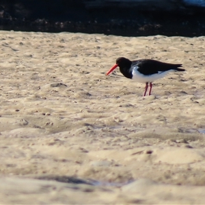 Haematopus longirostris (Australian Pied Oystercatcher) at Tuross Head, NSW - 7 May 2025 by MB