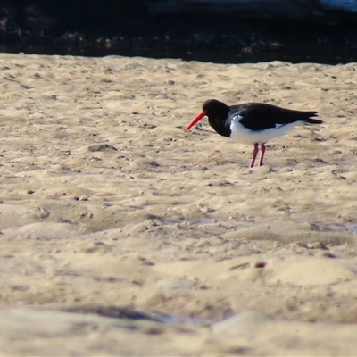 Haematopus longirostris (Australian Pied Oystercatcher) at Tuross Head, NSW - 7 May 2025 by MB