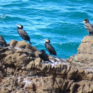 Phalacrocorax carbo (Great Cormorant) at Potato Point, NSW - 7 May 2025 by MB