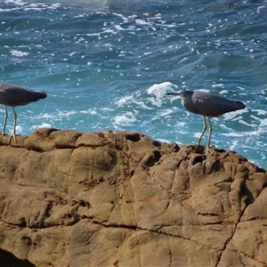 Egretta novaehollandiae (White-faced Heron) at Potato Point, NSW - 7 May 2025 by MB