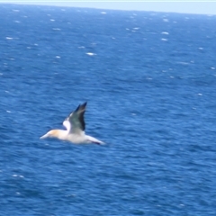 Morus serrator (Australasian Gannet) at Potato Point, NSW - 7 May 2025 by MB