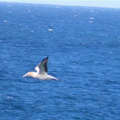 Morus serrator (Australasian Gannet) at Potato Point, NSW - 7 May 2025 by MB