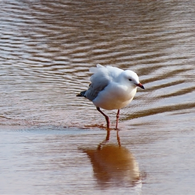 Chroicocephalus novaehollandiae (Silver Gull) at Potato Point, NSW - 7 May 2025 by MB