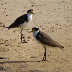 Vanellus miles (Masked Lapwing) at Potato Point, NSW - 7 May 2025 by MB