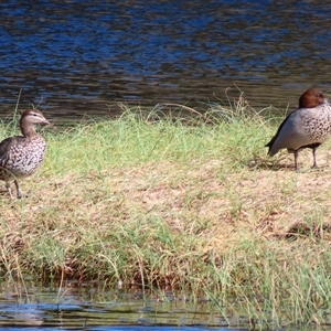 Chenonetta jubata (Australian Wood Duck) at Potato Point, NSW - 7 May 2025 by MB