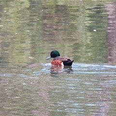 Anas castanea (Chestnut Teal) at Bodalla, NSW - 7 May 2025 by MB