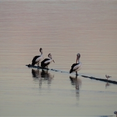 Pelecanus conspicillatus (Australian Pelican) at Tuross Head, NSW - 7 May 2025 by MB