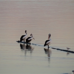 Pelecanus conspicillatus (Australian Pelican) at Tuross Head, NSW - 7 May 2025 by MB