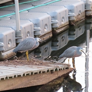 Egretta novaehollandiae (White-faced Heron) at Tuross Head, NSW - 7 May 2025 by MB