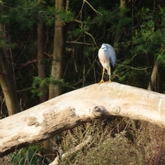 Egretta novaehollandiae (White-faced Heron) at Bodalla, NSW - 8 May 2025 by MB
