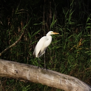 Ardea alba (Great Egret) at Bodalla, NSW - Yesterday by MB
