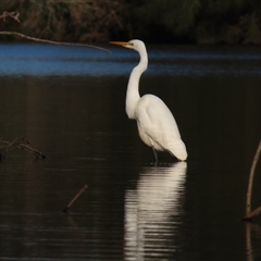 Ardea alba (Great Egret) at Bodalla, NSW - 8 May 2025 by MB