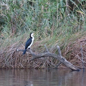 Microcarbo melanoleucos (Little Pied Cormorant) at Bodalla, NSW - Yesterday by MB