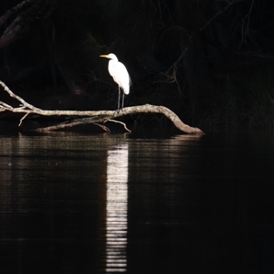 Ardea alba (Great Egret) at Bodalla, NSW - Yesterday by MB