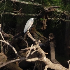 Egretta novaehollandiae (White-faced Heron) at Bodalla, NSW - 8 May 2025 by MB