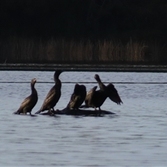 Phalacrocorax sulcirostris (Little Black Cormorant) at Bodalla, NSW - 8 May 2025 by MB