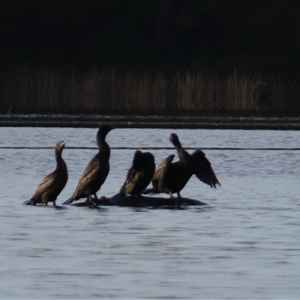 Phalacrocorax sulcirostris at Bodalla, NSW - 8 May 2025 08:20 AM