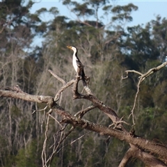 Microcarbo melanoleucos (Little Pied Cormorant) at Bodalla, NSW - 8 May 2025 by MB