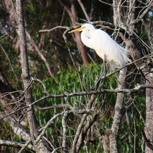 Ardea alba (Great Egret) at Bodalla, NSW - Yesterday by MB