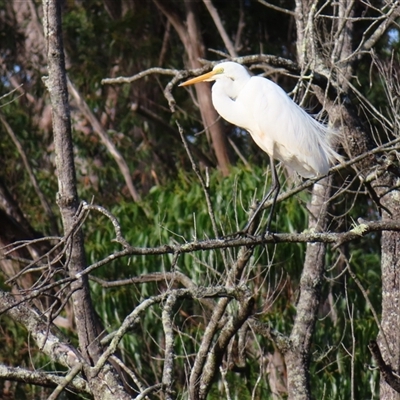 Ardea alba (Great Egret) at Bodalla, NSW - 8 May 2025 by MB