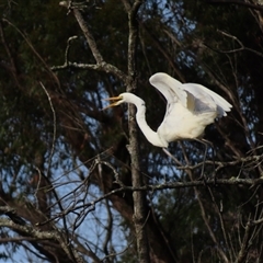 Ardea alba at Bodalla, NSW - 8 May 2025 08:42 AM