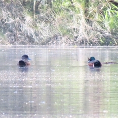 Anas castanea (Chestnut Teal) at Bodalla, NSW - 8 May 2025 by MB