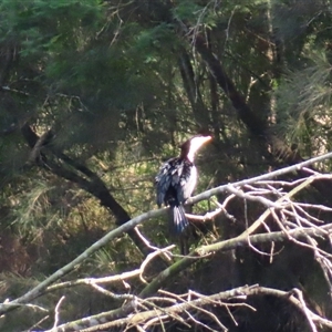 Microcarbo melanoleucos (Little Pied Cormorant) at Bodalla, NSW - Yesterday by MB