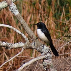 Rhipidura leucophrys (Willie Wagtail) at Bodalla, NSW - 8 May 2025 by MB