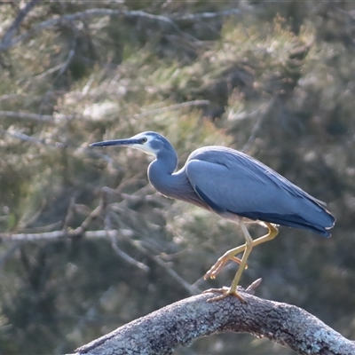 Egretta novaehollandiae (White-faced Heron) at Bodalla, NSW - 8 May 2025 by MB