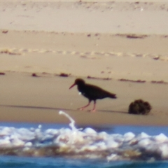 Haematopus fuliginosus (Sooty Oystercatcher) at Potato Point, NSW - 8 May 2025 by MB