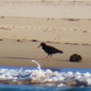 Haematopus fuliginosus at Potato Point, NSW - suppressed