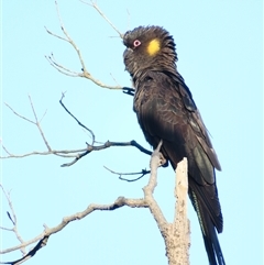 Zanda funerea (Yellow-tailed Black-Cockatoo) at Tuross Head, NSW - 8 May 2025 by MB