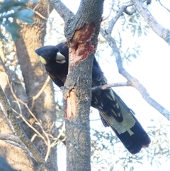 Zanda funerea at Tuross Head, NSW - 8 May 2025 03:53 PM
