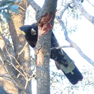 Zanda funerea at Tuross Head, NSW - 8 May 2025 03:53 PM