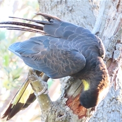 Zanda funerea at Tuross Head, NSW - 8 May 2025 03:53 PM