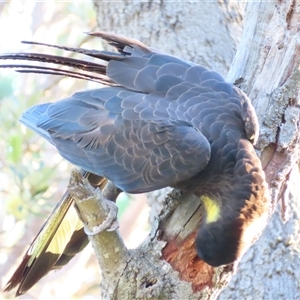 Zanda funerea at Tuross Head, NSW - 8 May 2025 03:53 PM