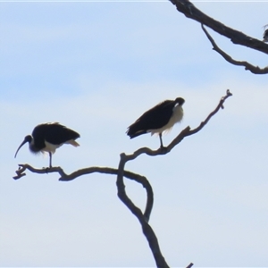 Threskiornis spinicollis at Hume, ACT - Yesterday by RodDeb