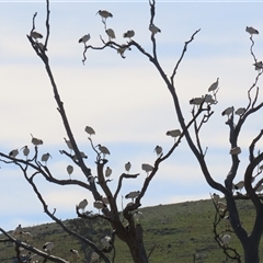 Threskiornis molucca at Hume, ACT - 8 May 2025 12:00 PM